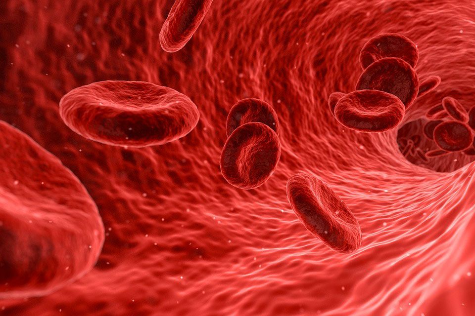 Vie microscopique du sang